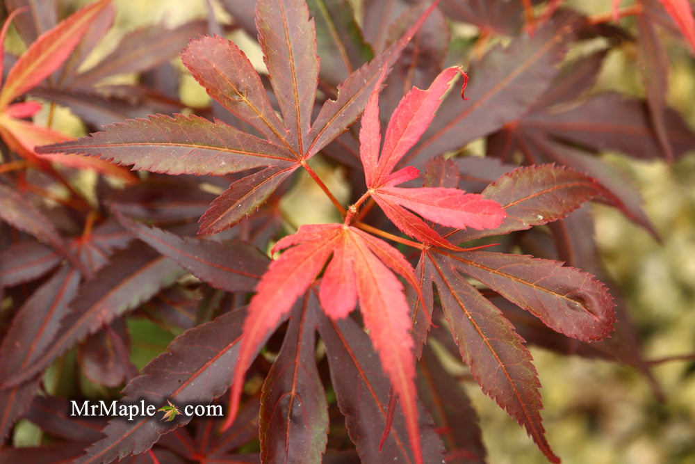 Acer palmatum 'Fireball' Dwarf Japanese Maple