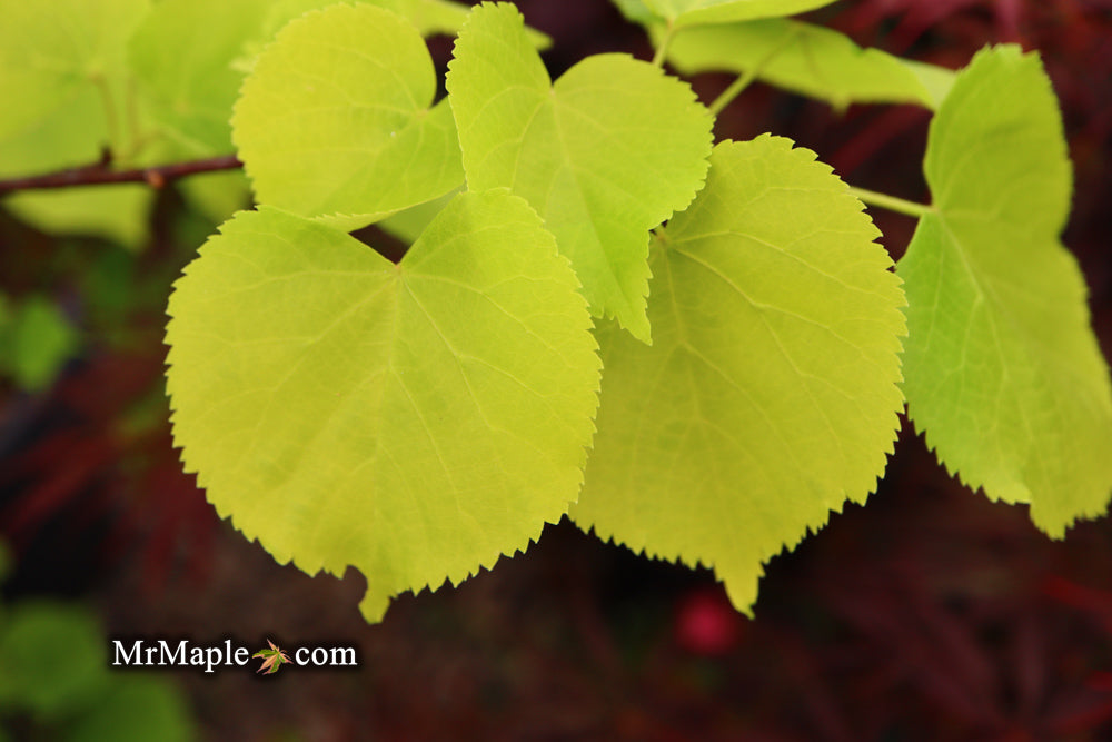 Tilia cordata 'Shibamichi Gold' Golden Little Leaf Lindon
