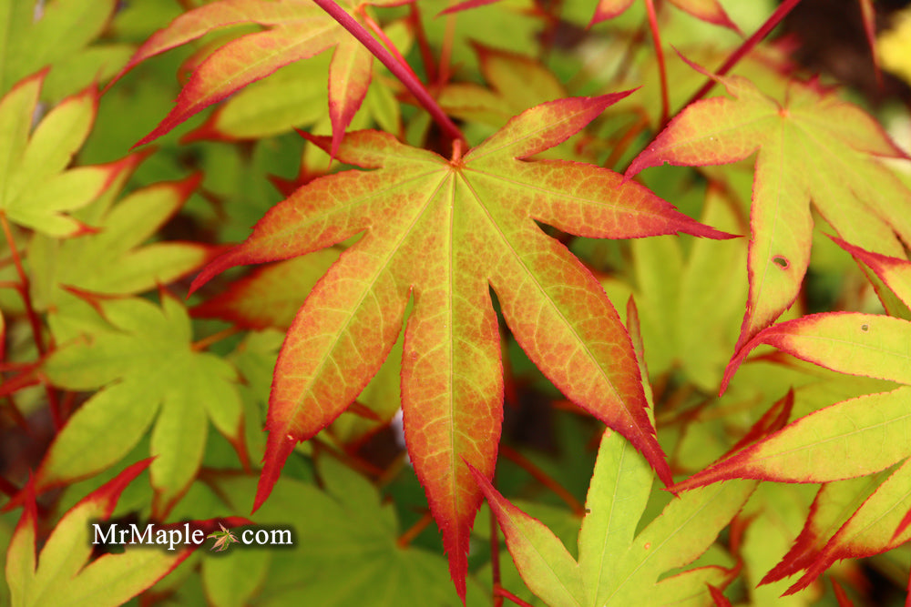 Acer palmatum 'Emerald Sunset' Japanese Maple