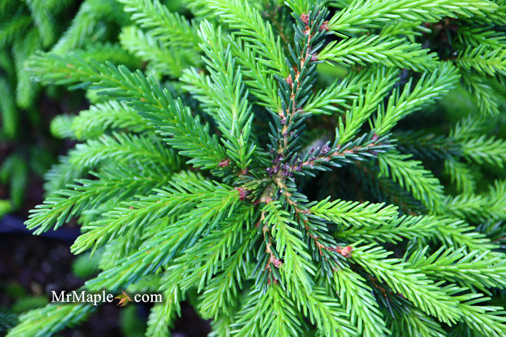 Picea orientalis 'Nigra Compacta' Dwarf Oriental Spruce