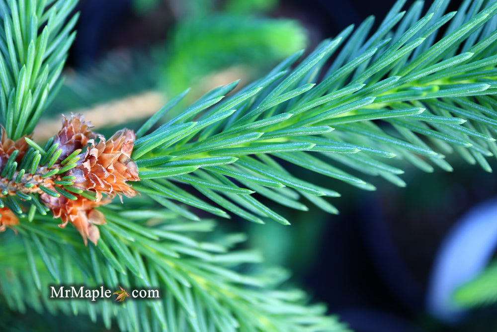 Picea abies 'Aarburg' Weeping Norway Spruce