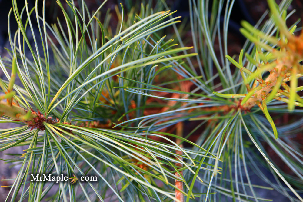 Pinus koraiensis 'Jack Corbit' Dwarf Korean Pine Tree