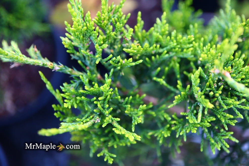 Juniperus virginiana 'Emerald Sentinel' Eastern Red Cedar