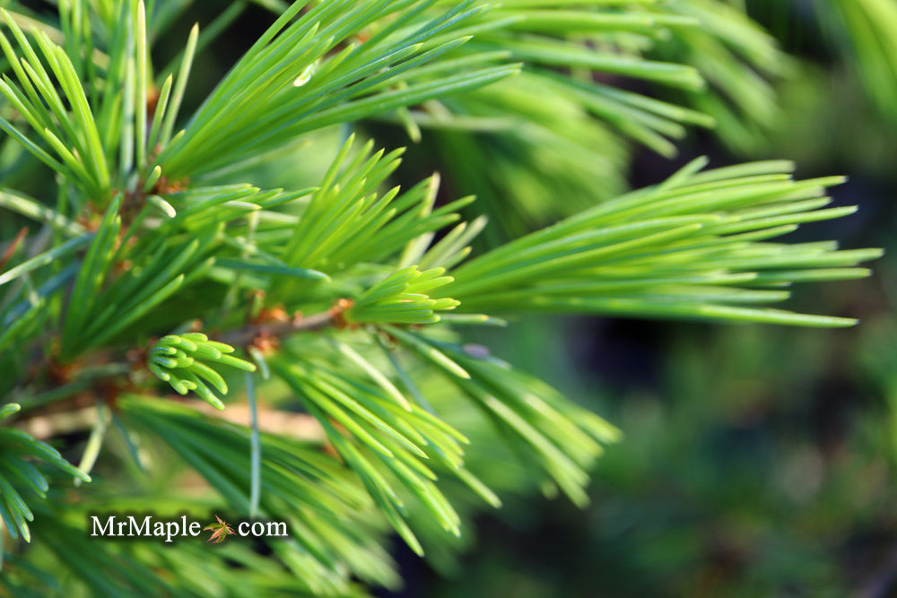 Cedrus deodara 'Aurea' Golden Himalayan Cedar