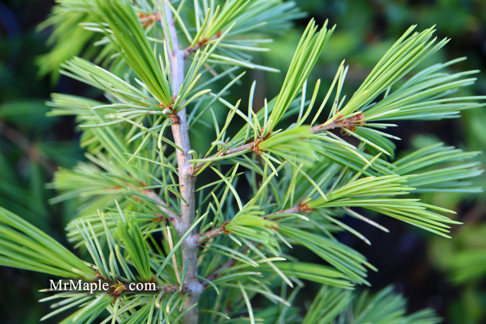 Cedrus deodara 'Aurea' Golden Himalayan Cedar