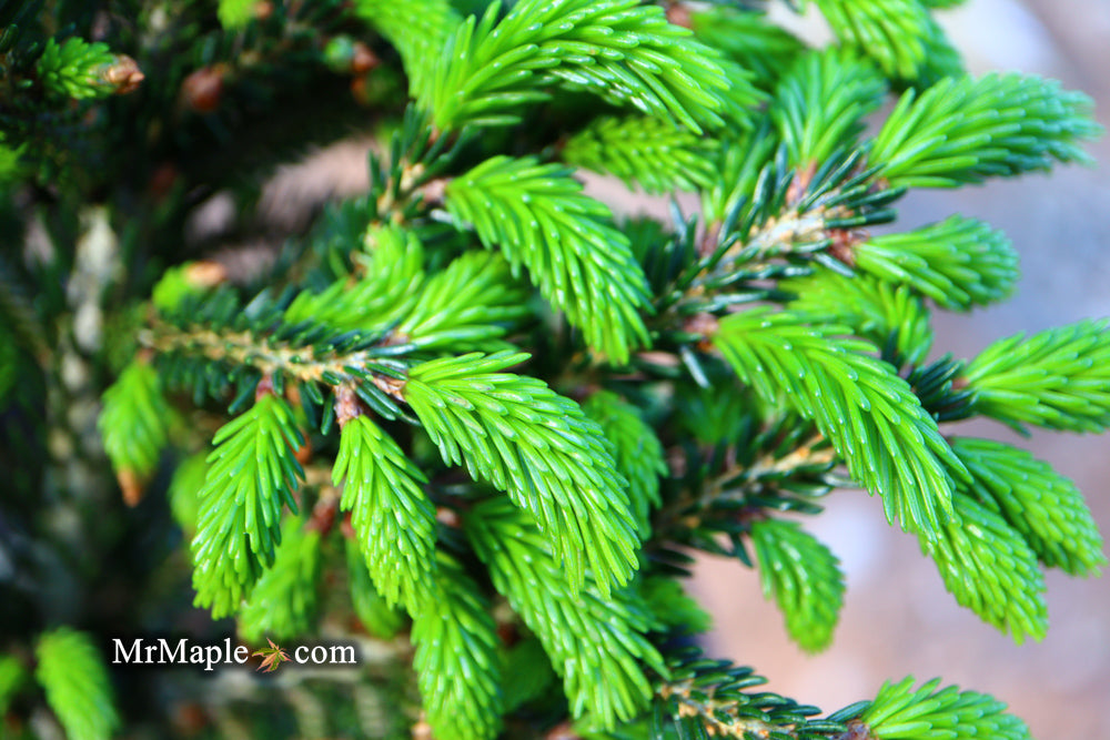 Picea orientalis 'Shadow's Broom' Dwarf Oriental Spruce