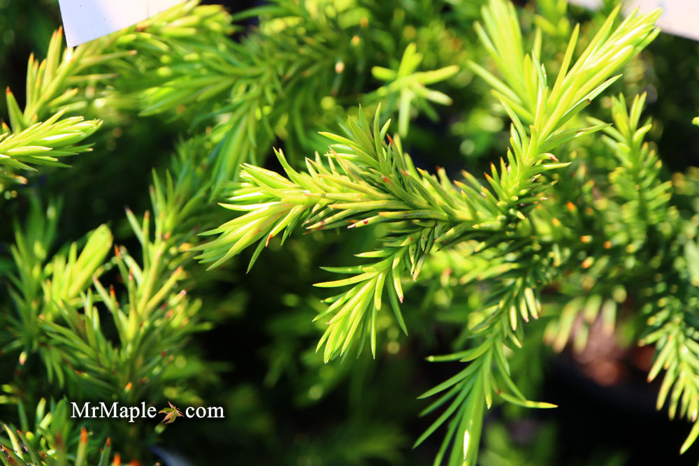 Cryptomeria japonica 'Black Dragon' Dwarf Japanese Cedar