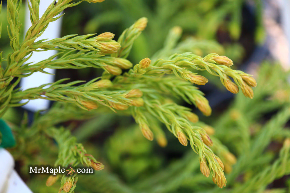 Cryptomeria japonica 'Spiralis' Japanese Cedar