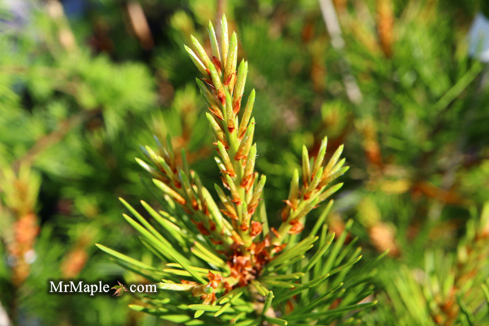 Pinus bungeana 'Rowe Arboretum' Lacebark Pine Tree