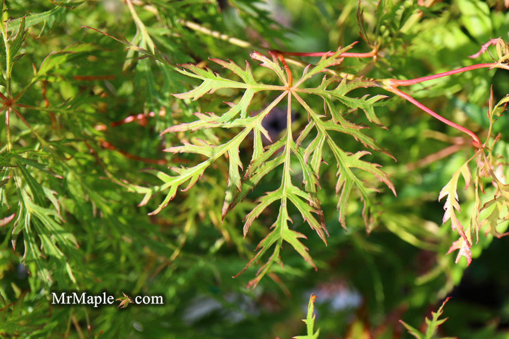 Acer palmatum 'Lemon Lime Lace' Japanese Maple