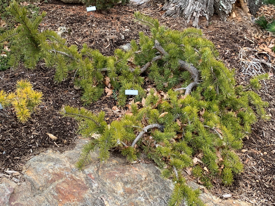 Pinus banksiana 'Uncle Fogy' Pendulous Jack Pine