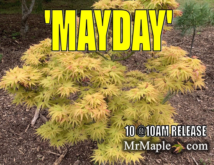 Acer palmatum 'Mayday' Rare Dwarf Japanese Maple