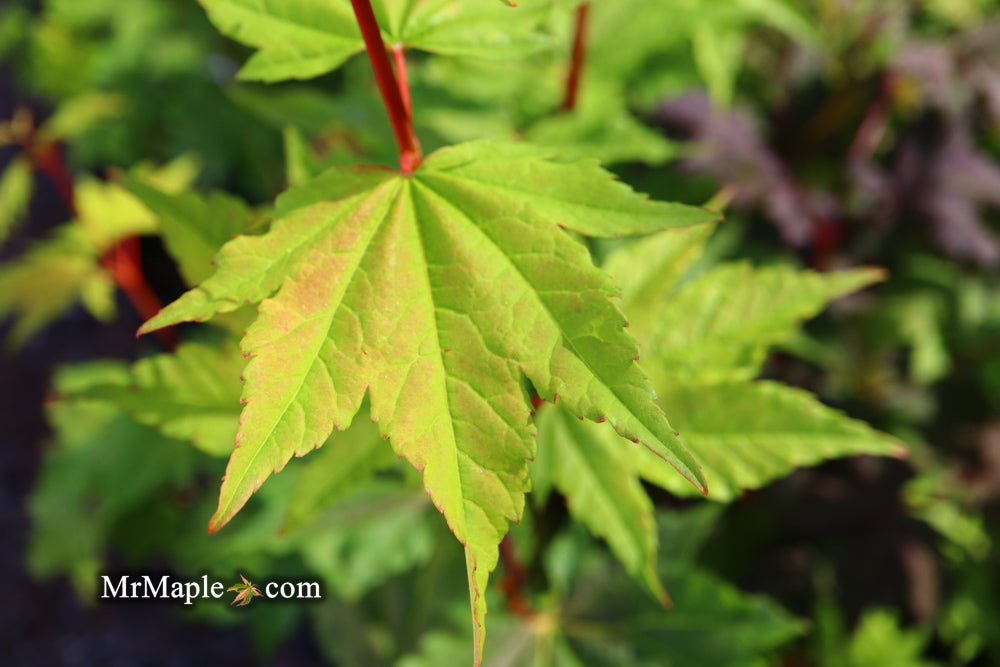 Acer circinatum 'Pacific Fire' Coral Bark Japanese Maple