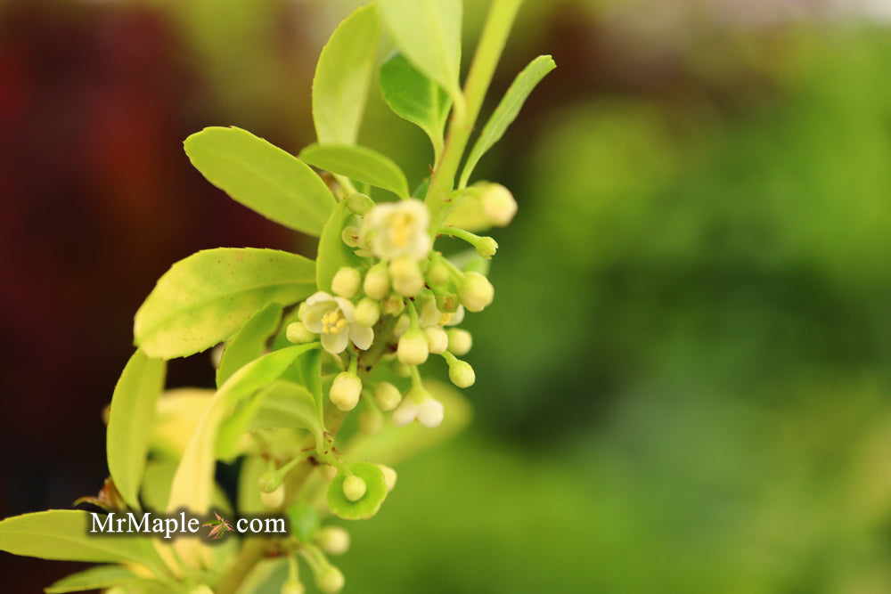 Ilex crenata 'Golden Gem' Dwarf Yellow Japanese Holly