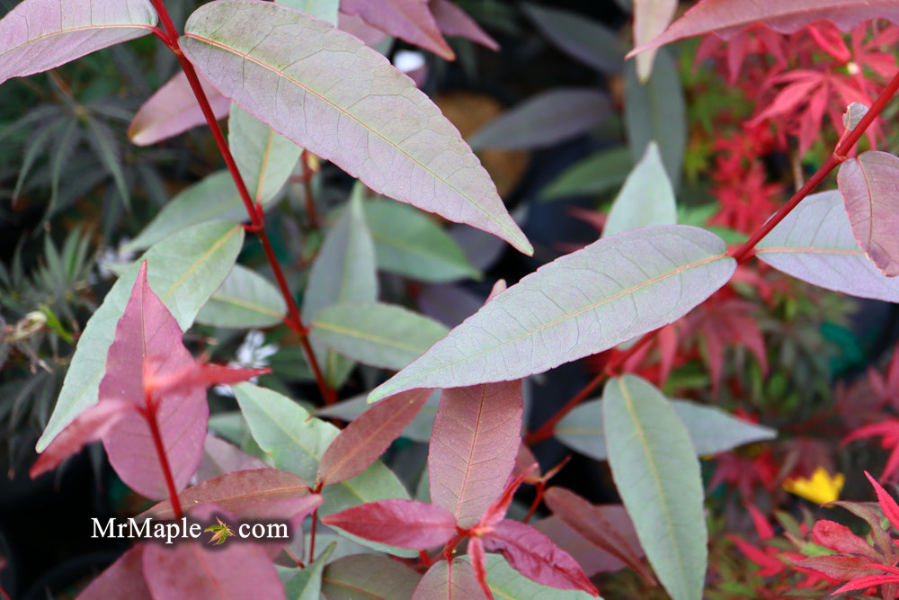 Acer laevigatum ‘Hong Long’ Evergreen Chinese Maple