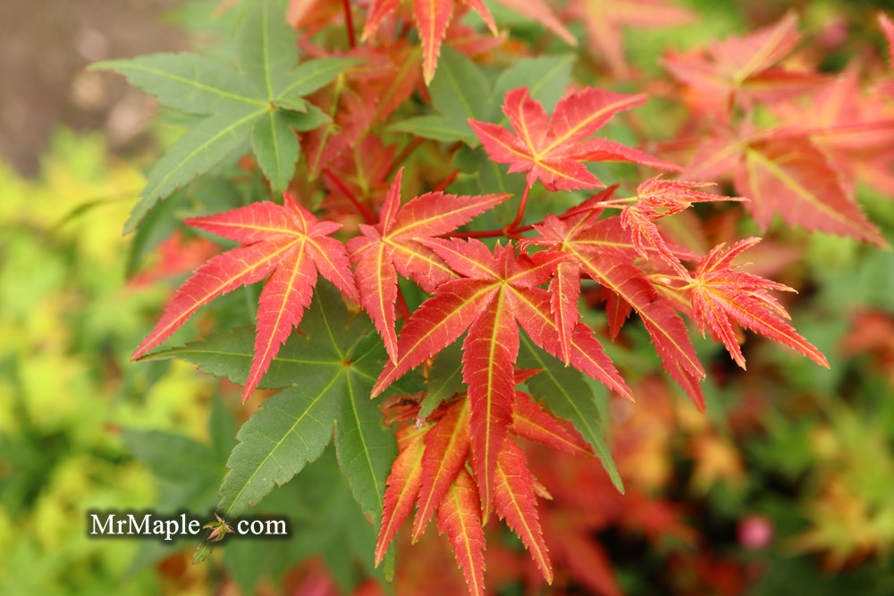 Acer palmatum 'Chisio Improved' Red Japanese Maple