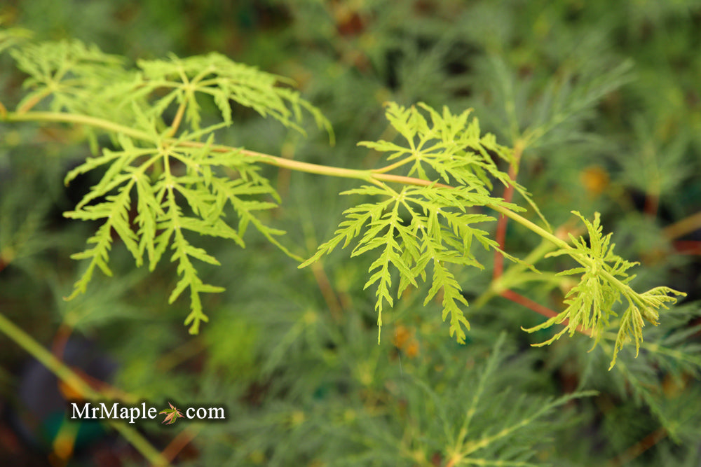 Acer palmatum 'Emerald Lace' Japanese Maple