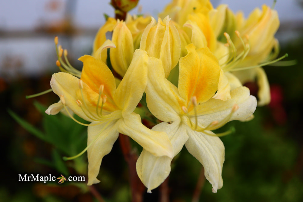Azalea 'Northern Hi-Lights’ White Flowers Deciduous Azalea