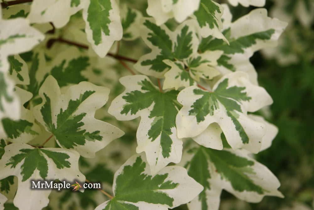 Acer campestre 'Carnival' White Variegated Maple