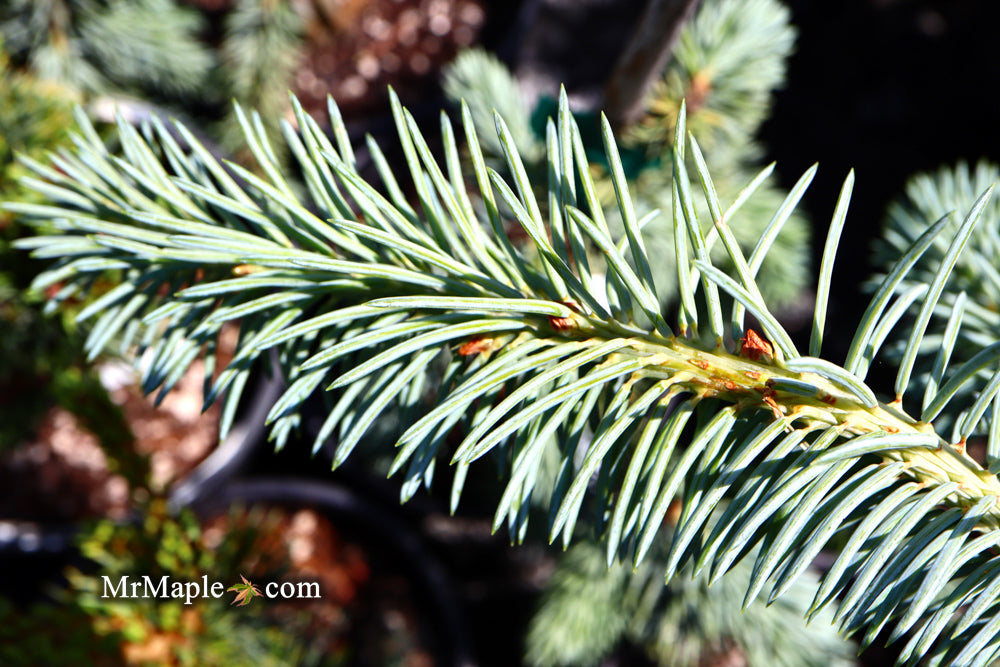 Picea pungens ‘Glauca Slenderina Pendula' Weeping Blue Spruce