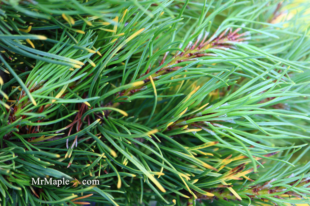 Pinus mugo 'Carstens’ Wintergold Dwarf Mountain Pine Tree