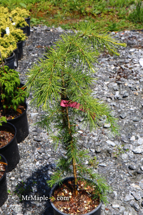Cedrus deodara 'Well's Golden' Select Yellow Himalayan Cedar