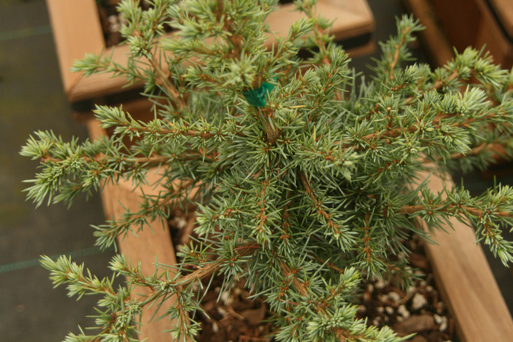 Cedrus atlantica 'Sapphire Nymph' Dwarf Blue Atlas Cedar