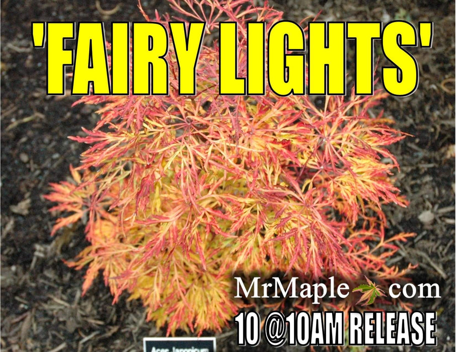 Acer japonicum 'Fairy Lights' Dwarf Full Moon Japanese Maple