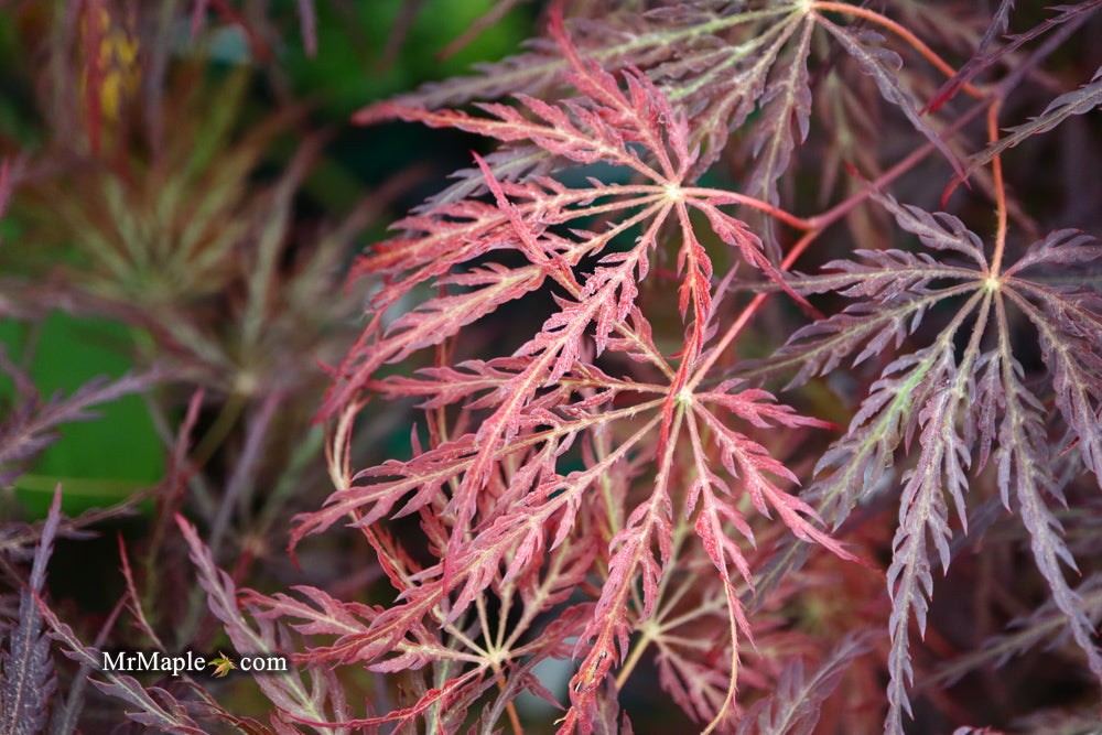 Acer palmatum 'Red Select' Weeping Japanese Maple