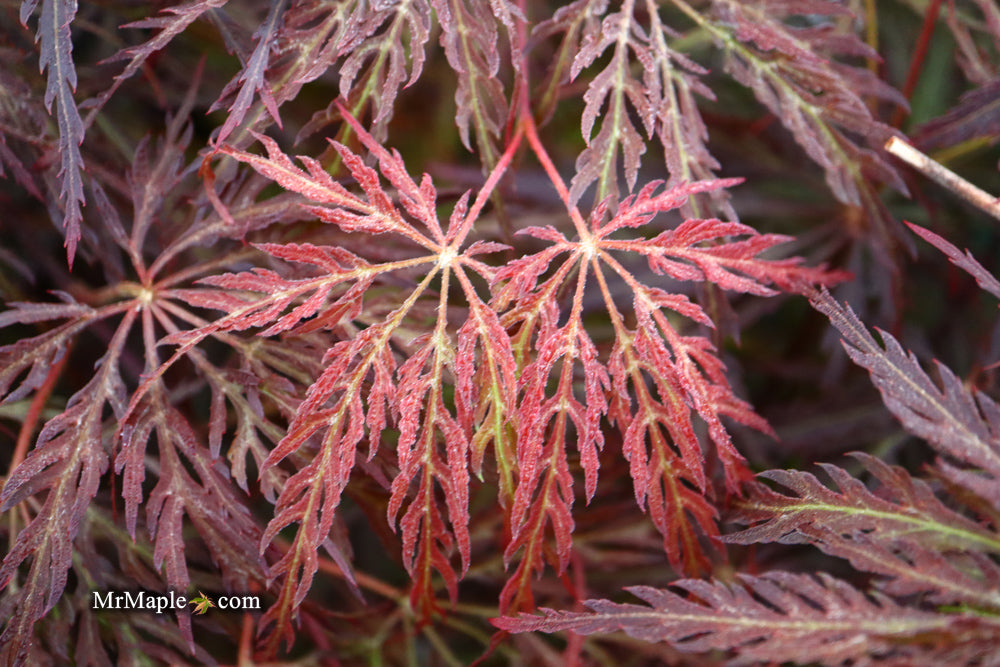 Acer palmatum 'Red Select' Weeping Japanese Maple