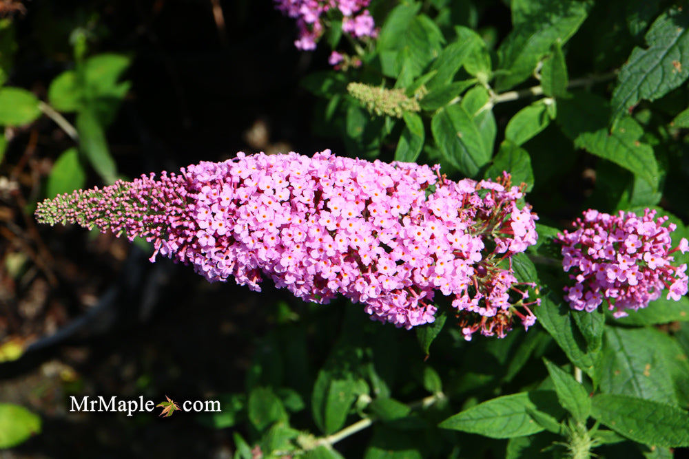 Buddleia davidii 'Pugster Pink' Butterflybush