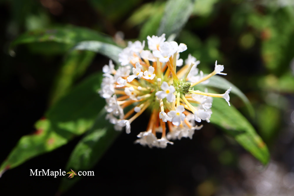 Buddleia davidii 'White Ball' Butterflybush