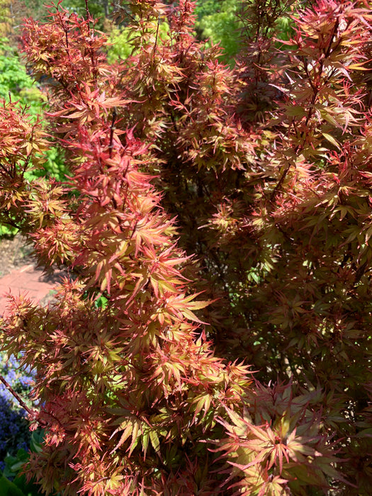 Acer palmatum 'Kuro hime' Princess Japanese Maple
