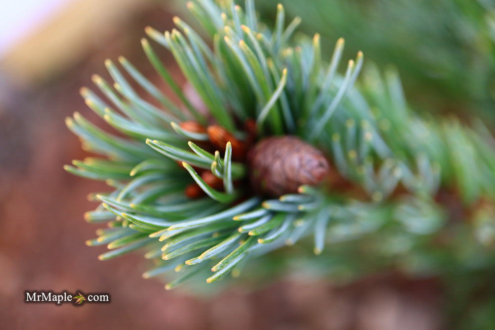 Pinus parviflora 'Go gin' Japanese White Pine