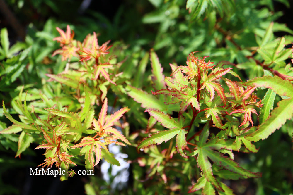 Acer palmatum 'Akita yatsubusa' Dwarf Japanese Maple