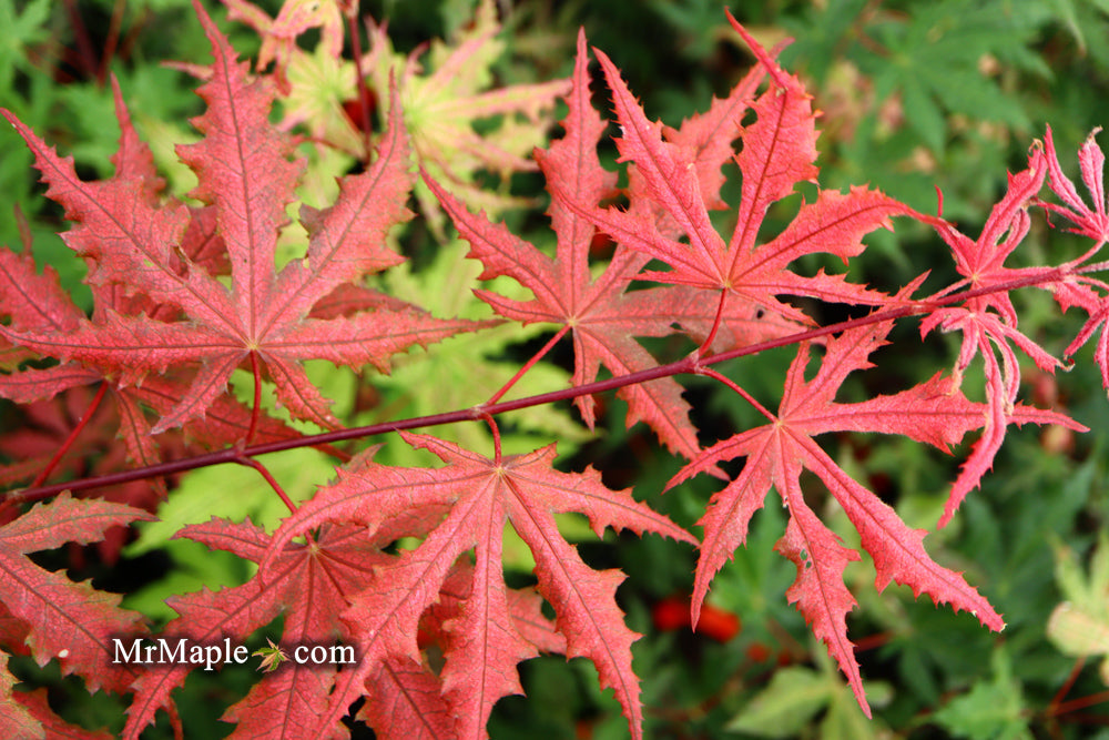 Acer palmatum 'Purple Ghost' Japanese Maple