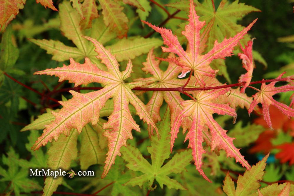 Acer palmatum 'Amber Ghost' Japanese Maple