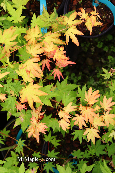 Acer palmatum 'Dragon Master' Golden Weeping Japanese Maple