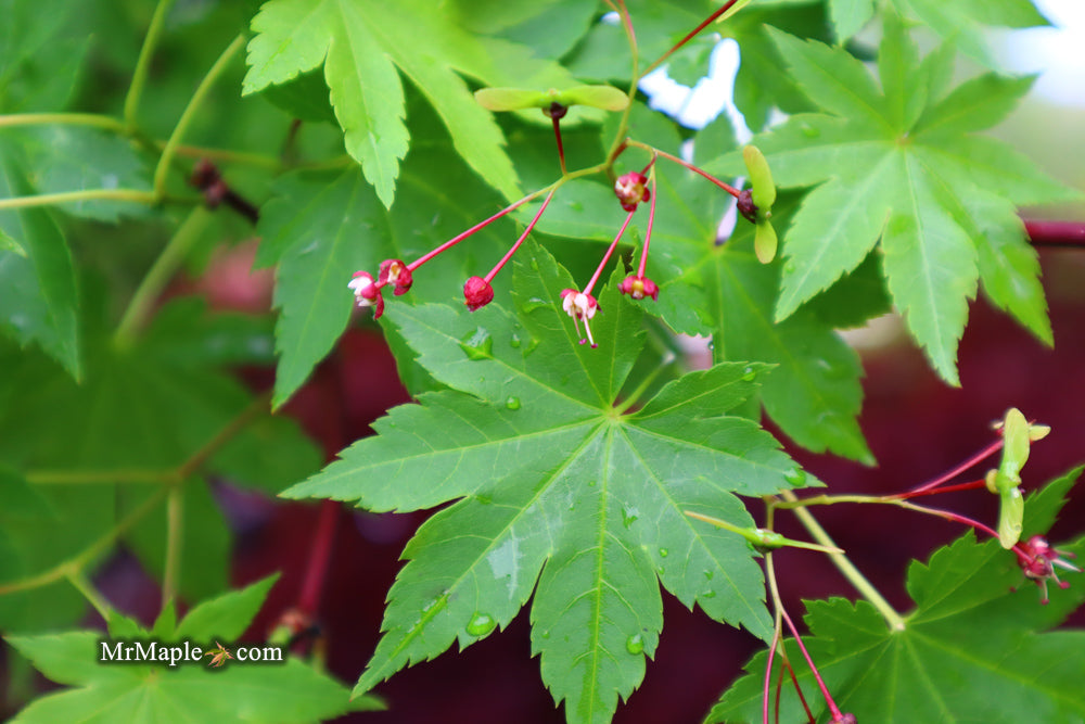 Acer circinatum x palmatum 'Herbstfeuer' Japanese Maple