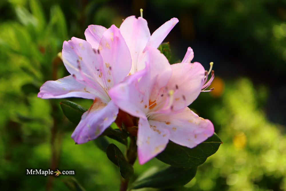 Azalea 'River Mist’ Lavender Rhododendron Harris