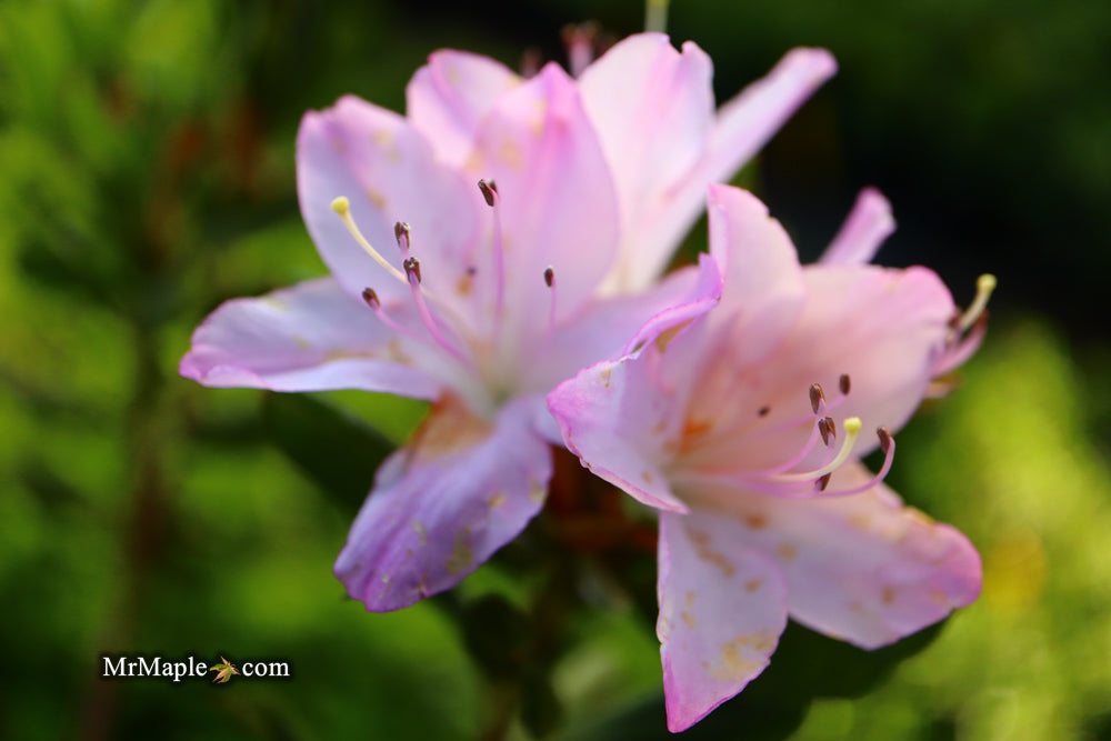 Azalea 'River Mist’ Lavender Rhododendron Harris