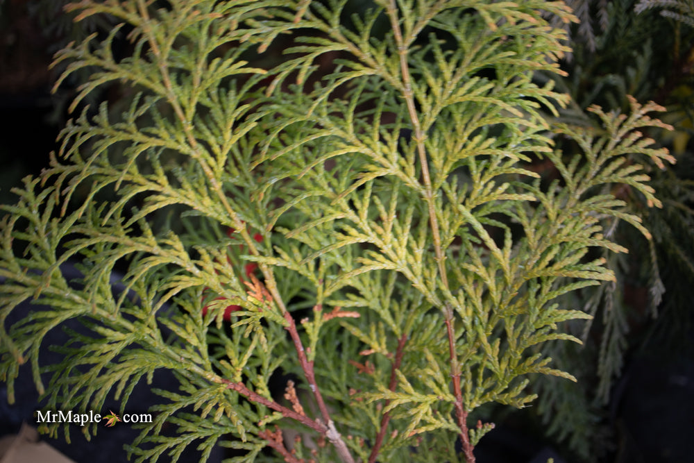 Chamaecyparis obtusa 'Night Light' Dwarf Hinoki Cypress