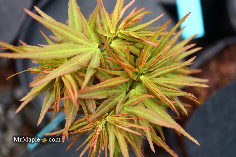 Acer palmatum 'Mikawa yatsubusa Seedling' Dwarf Japanese Maple