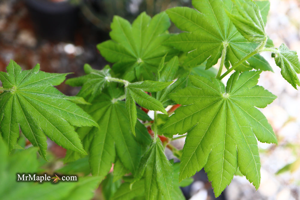 Acer shirasawanum 'Junihitoe' Full Moon Japanese Maple