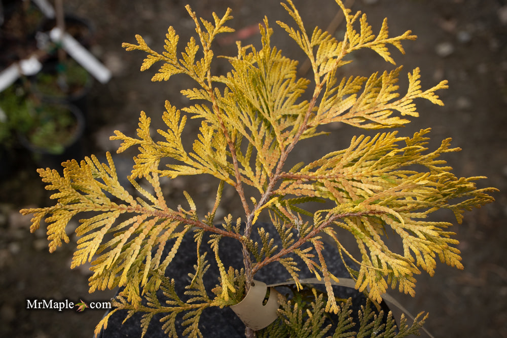 Thuja occidentalis 'Gold Drop' Dwarf Arborvitae