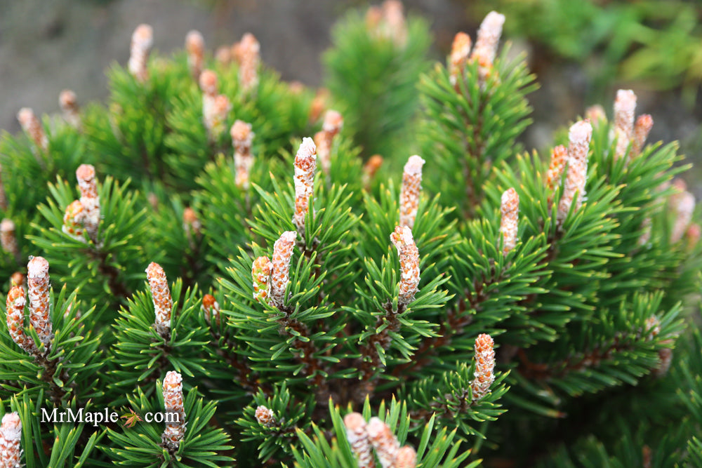 Pinus uncinata 'Silver Candles' Swiss Mountain Pine