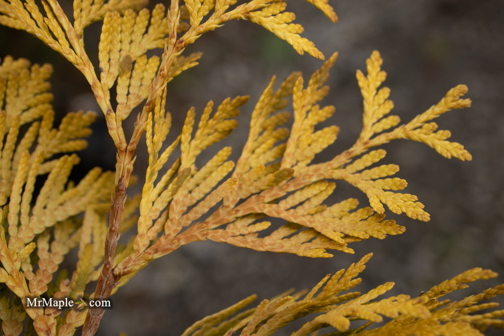 Thuja occidentalis 'Gold Drop' Dwarf Arborvitae