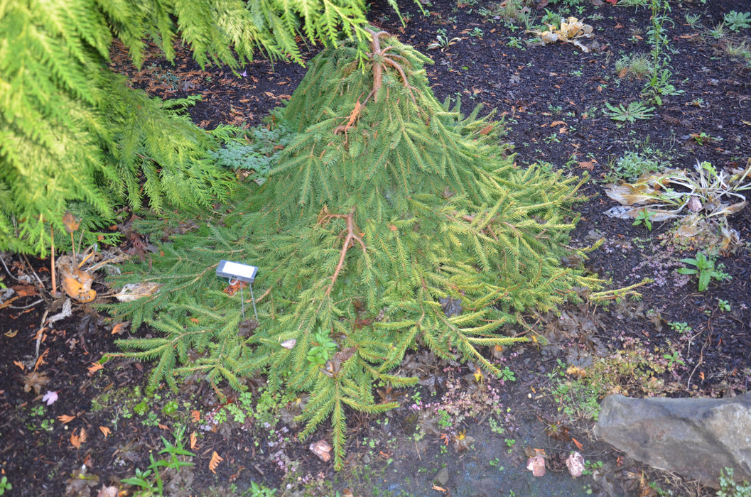 Picea abies 'Gold Finch' Rare Dwarf Norway Spruce