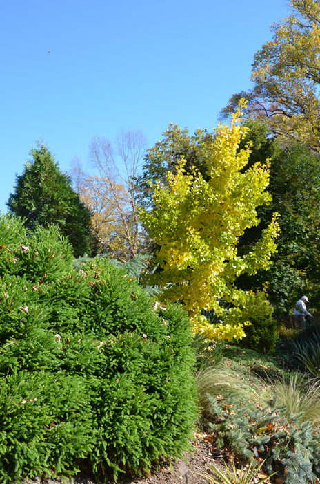 Ginkgo biloba 'Spring Grove' Dwarf Ginkgo Tree