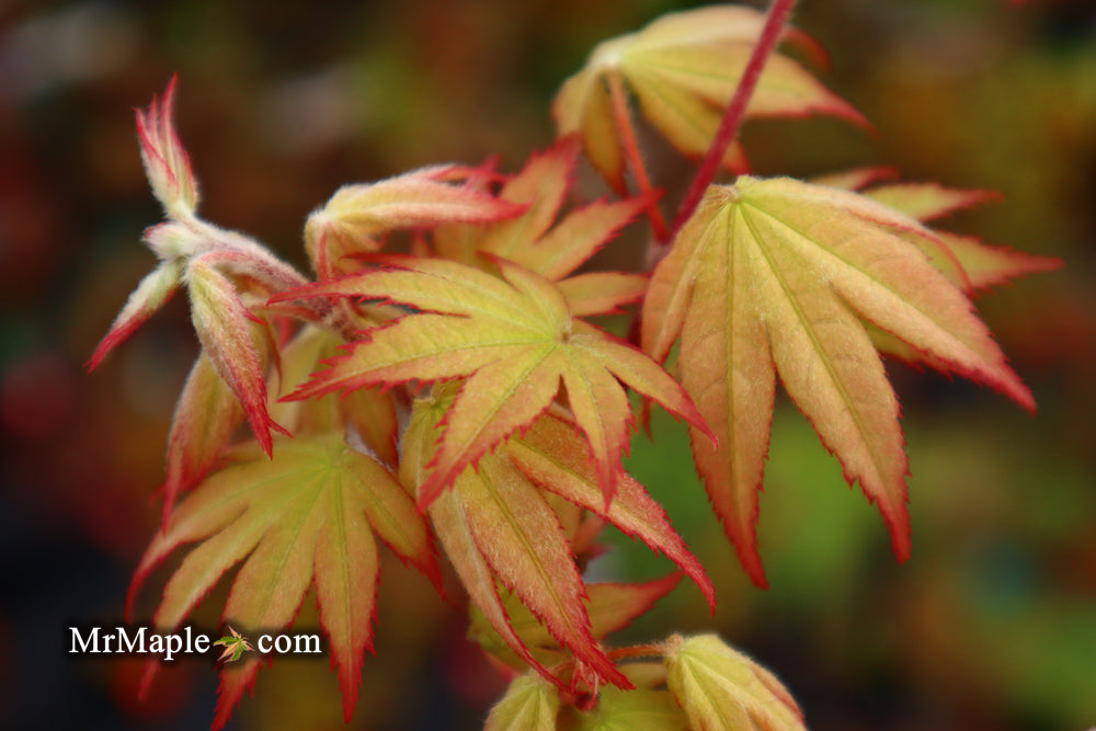 Acer palmatum 'Ghost Dancer' Japanese Maple